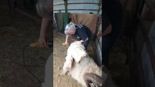 Icelandic ram shearing