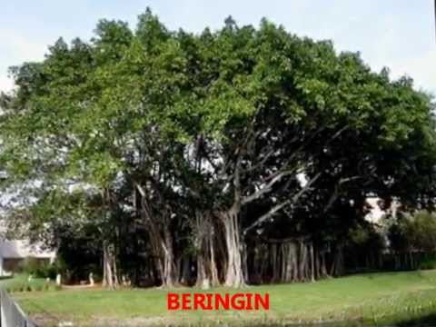 Penampakan pohon beringin berwajah manusia di PULAU NUS 