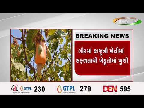 ગીરમાં કાજૂની ખેતીમાં સફળતાથી ખેડૂતોમાં ખુશી