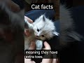 pawsies #catfacts #shorts #cats
