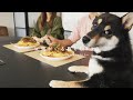 友人が奥さんを連れてきたので柴犬と一緒におもてなし。【豆柴暮らし】