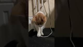 Valaki segítsen már felrakni engem töltőre, mert mindjárt lemerülök! #chat #cat #catvideos