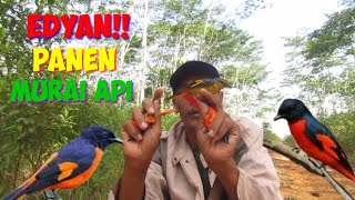 edyan..!! mikat burung murai api/mantenan yang datang rombongan