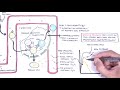 Epstein barr virus and infectious mononucleosis pathophysiology investigations and treatment