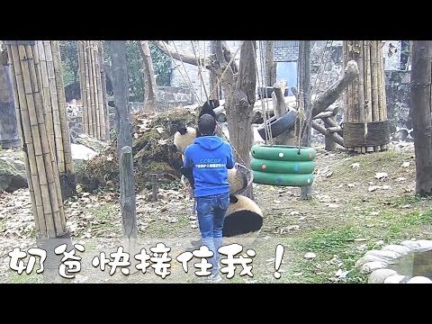 《熊貓早晚安》奶爸快接住我！ | iPanda熊貓頻道