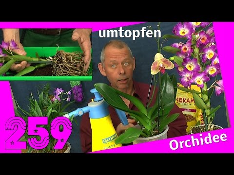 Video: Dendrobium: Pflege und Fortpflanzung