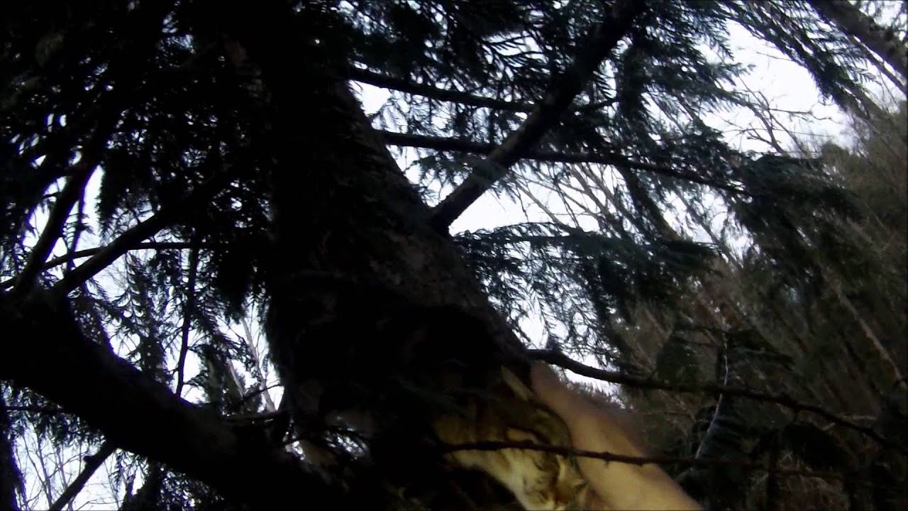 video phone beyonce mp3 Quilly Rescue