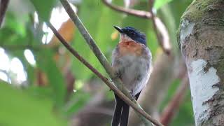 Burung Tledekan kalimantan