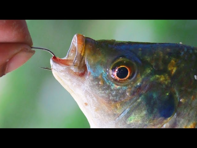 amazon fishing lures on sale Artisan Gill main image 1