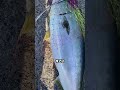 現地調達のアジ泳がせてブリキタ！！南芦屋浜　　フィッシングマックス芦屋店 #fishing