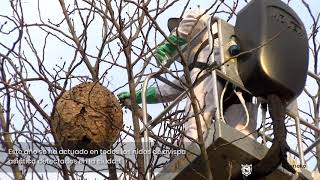 Programa contra la avispa asiática