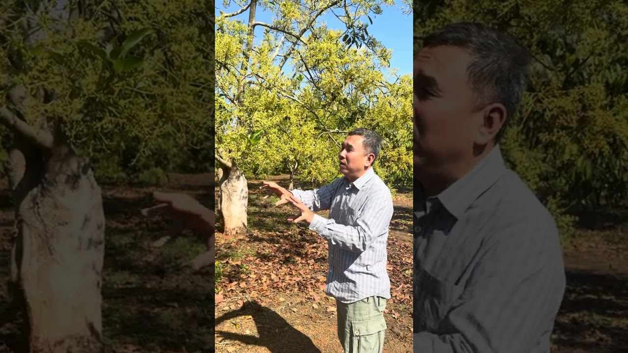 ดอกอโวคาโดพันธุ์พบพระ08 | สวนวังพลากร