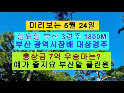 총상금 7억 부산 광역시장배 대상경주 우승마 찾아봐요?