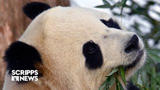 Giant Pandas bring attention to zoos, but also serve as China's diplomatic levers