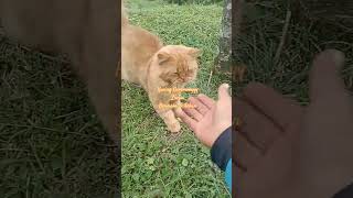 Kucing Kuning Gemoy lincah #shortsfeed #kucinglucu #kucinglincah #viralkucing #fypシ゚viral