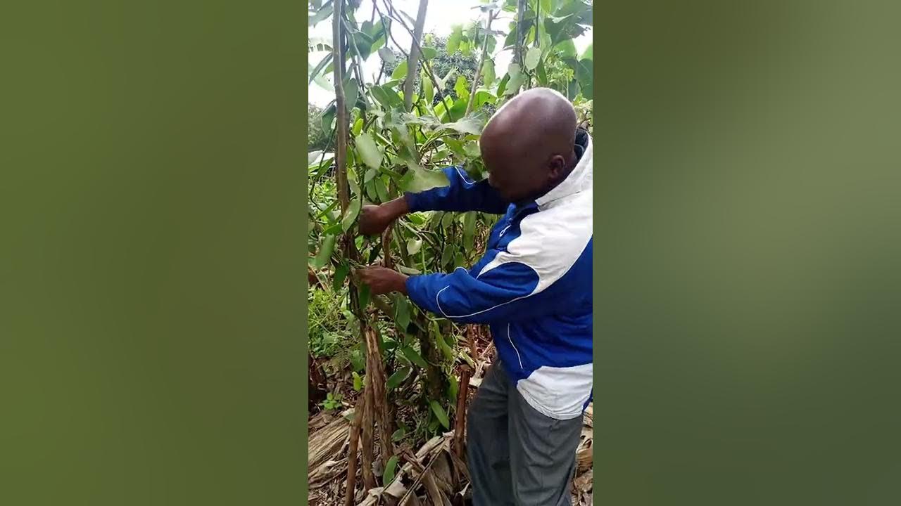 Vanilla Growing in Kenya YouTube