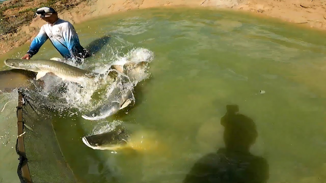 Usamos um Peneirão e a Pesca Foi ÉPICA – Chocados com Tanto Peixe!