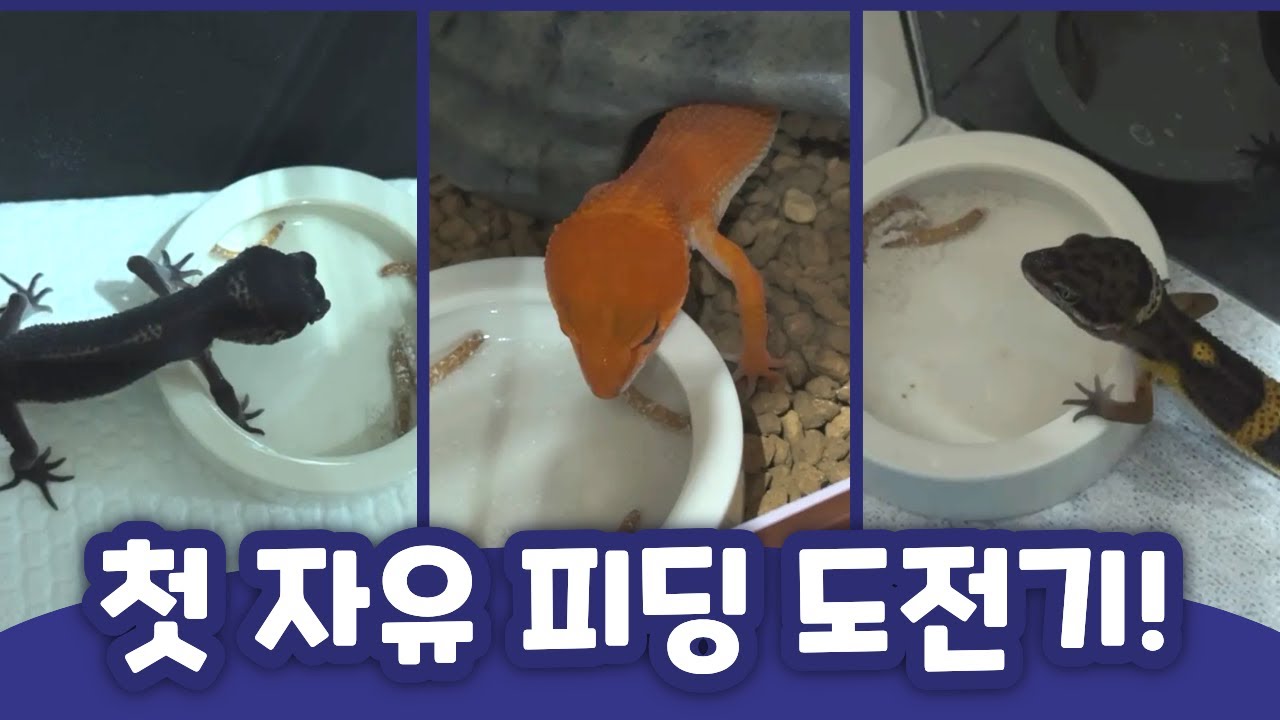 도마뱀들의 누가누가 잘먹나 콘테스트 (feat. 자율 피딩)