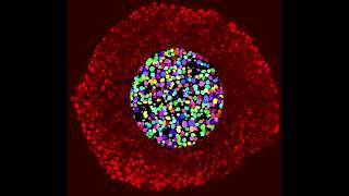 Z-stack 3D segmentation of nuclei within a spheroid - Pancake HCT116 NLS:RFP cells
