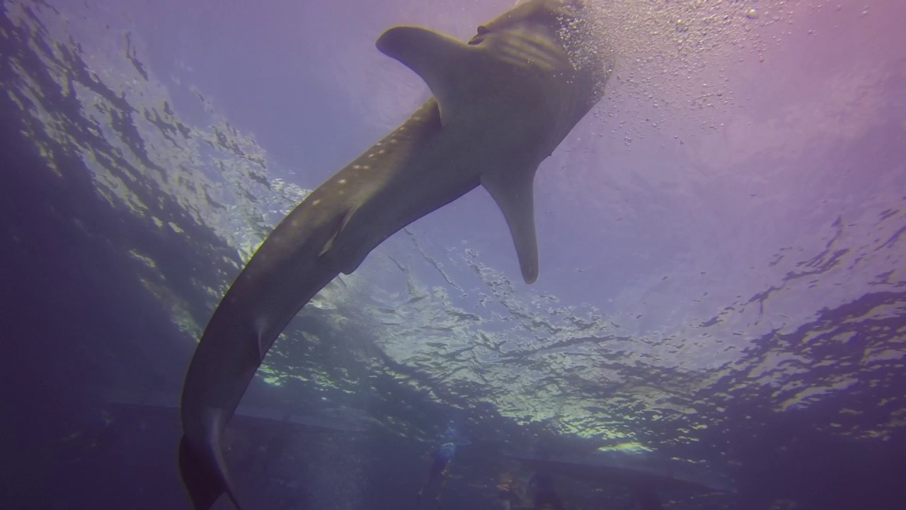 Padi learn to dive course gold coast youtube