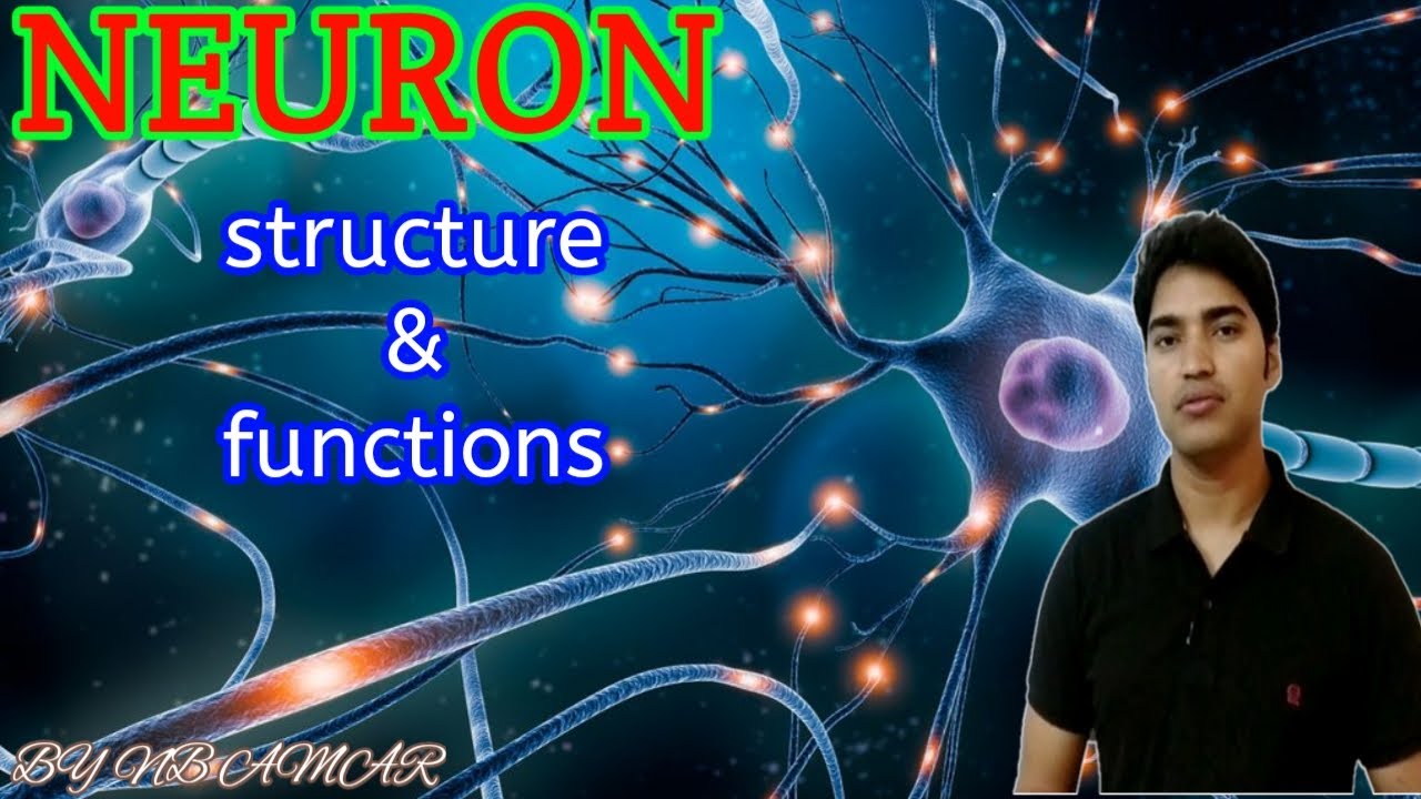 Neuron structure and functions in hindi | neuron anatomy & physiology | nerve cell neuron in hindi