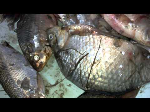 Глисты в рыбе - YouTube
