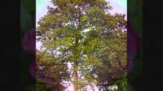 temperate deciduous forest