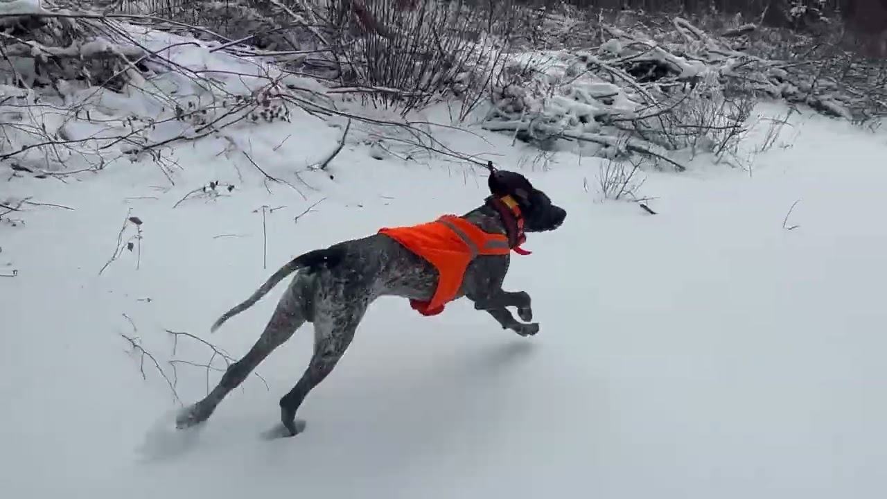 DUXI German Shorthaired Pointer, first snow