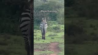 Bro what type of phone are you using?  #zebra #wildlife #forest #africa #iphone15promax