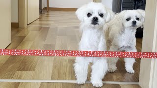 MALTESE PUPPY IN DEMOLITION MODE! 💥