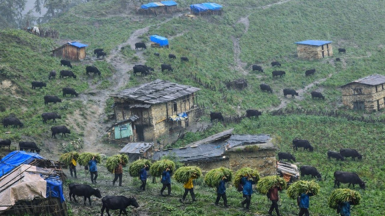 This Is Himalyan Nepali Mountain Village Life Heavy Rainy Day |Naturelly Village Dacumentary Video |
