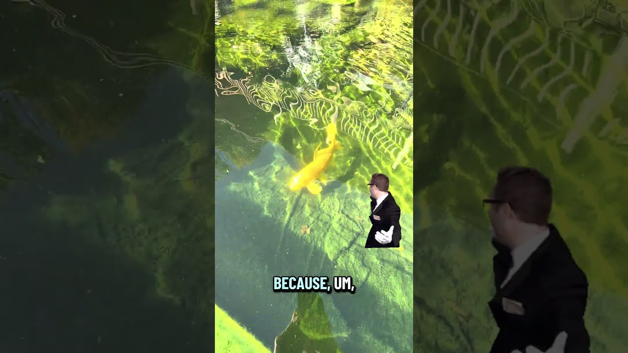 10,000 leaves are about ready to fall into my  pond!!! #pond  #koi  #fsh #aquarium  #koifish