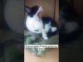 She looks like Godzilla #cat #kitten