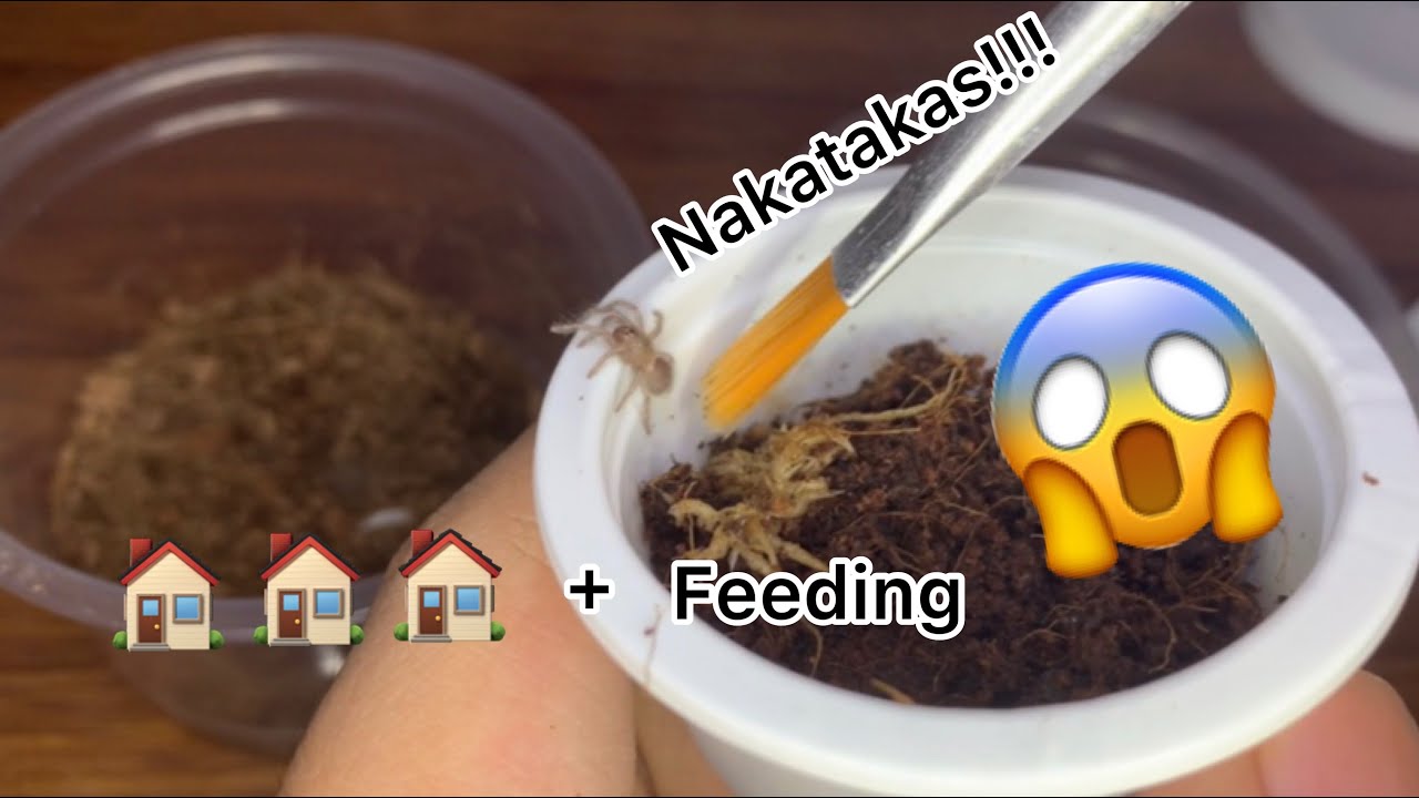 m-balfouri-slings-rehouse-feeding-video-youtube