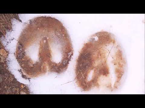 მარიამ ხუცურაული - ჩაიარე და დღე წაიყოლე