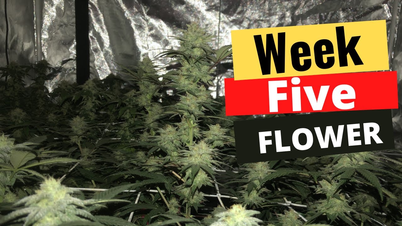Growing Cannabis indoors (Week 5 of Flower)
