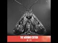 Bogong moths are swarming homes, and their story is miraculous