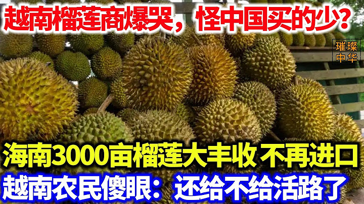 越南榴莲商爆哭，怪中国买的少？海南3000亩榴莲大丰收，不再进口，越南农民傻眼：还给不给活路了#榴莲 #越南 #种植业