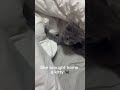 What is my daughter hiding? #catadoption #catvideos #catlovers