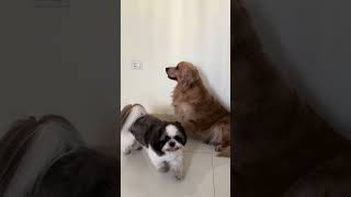 #dogshorts #goldenretreiver #pets #pet #shihtzu