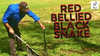 Red Bellied Black Snake With White Belly Black And White Checkered Belly Snake