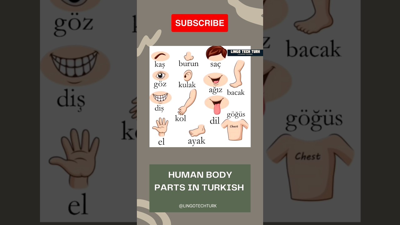 Turkish Vocabulary Lesson: Human Body Parts