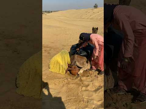 يلعب الشقيقان بوعاء عالق خلف الجمل ويسكبان الماء من قربة ماء ممتلئة فوقه 