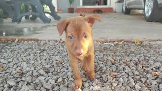 Cute Puppies Dog With Lovely Expressions To Play by SKP LIFESTYLE 1,795 views 8 months ago 3 minutes, 45 seconds