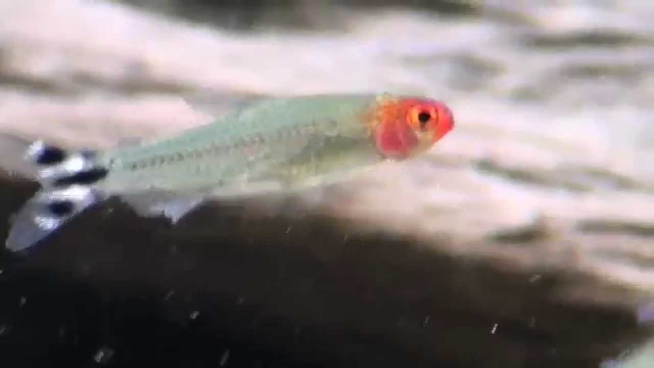 Hemigrammus Bleheri Nez Rouge Youtube