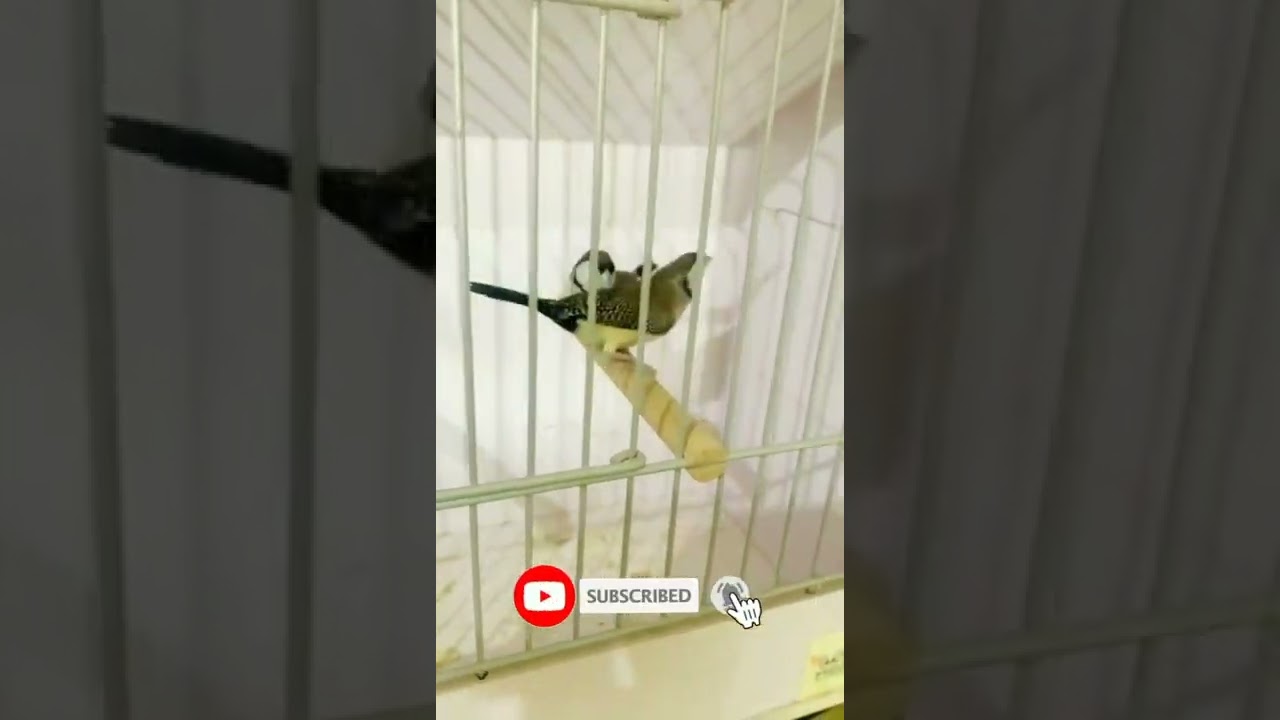 Very Beautiful Finch Birds 🔥🔥🔥😍💖😲🙄 