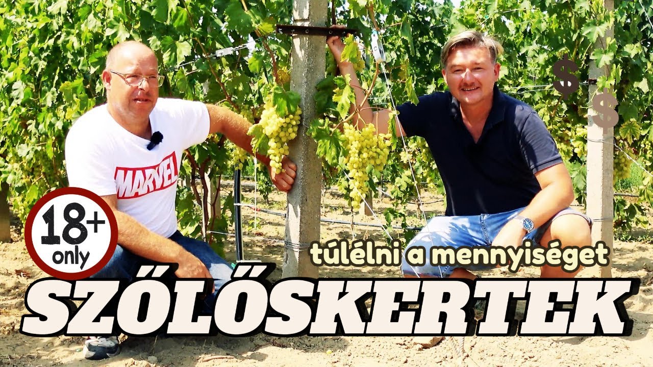 🍇 SZŐLŐSKERTEK 2./14.rész ►GECSE ► Túlélni a Szőlőtengert 18+os mennyiség