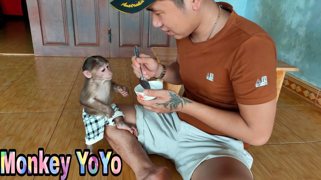 Monkey YoYo JR is confused with lessons | Monkey Baby YoYo