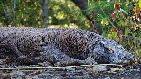 Trip to Komodo Island & Snorkeling at Pink Beach