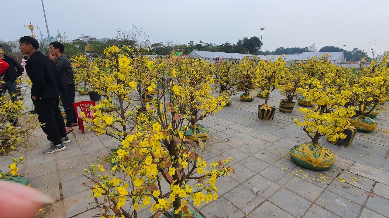 Quảng trường Hồ Chí Minh . Chợ hoa Tết Vĩnh Phúc 2026 - Khánh Liên. 